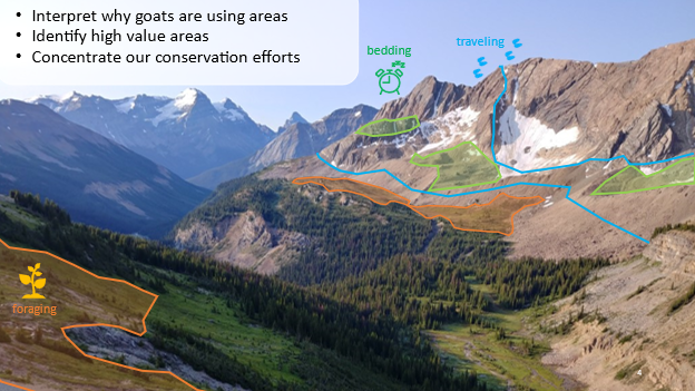 Our results illustrate that HMMs have the power to predict why mountain goats are using areas, identify high value areas and then we can concentrate our conservation efforts in those places. 6/6  #AnimBehav2021