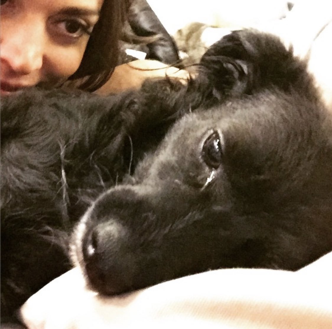 cecily strong and her dog lucy: a thread :)