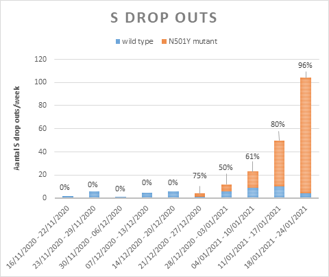 ProfHGoossens's tweet image. Bijna alle S-gen drop-outs zijn nu Britse #B117 variant. Sequencing is nu zinloos en geldverspilling: we gaan confirmatie #PCR voor aanwezigheid N501Y mutatie binnenkort ook stoppen. Test strategie moet voortdurend bijgestuurd worden. Verwarrend maar dat is de realiteit. #COVID19