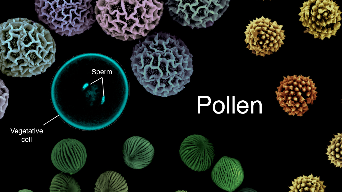 Pollen grains represents the male gametophyte in flowering plants. They are composed of two sperm encased within a larger companion cell called the vegetative cell (VC), which serves to deliver the sperm to the female gametes through growth of the pollen tube. 5/10