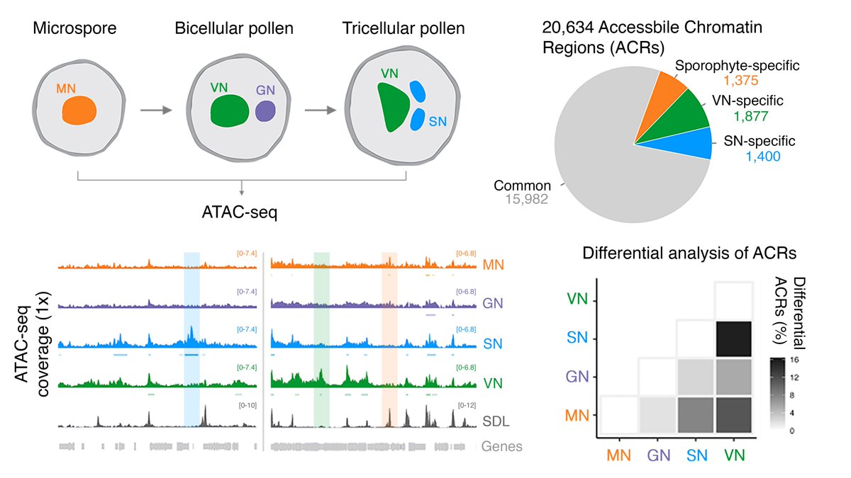 We reveal widespread reprogramming of accessible chromatin and map hundreds of loci that gain accessibility in each pollen cell type. We show how the rewiring of cis-regulatory activity is intricately linked with the differential reprogramming of repressive epigenetic marks. 7/10