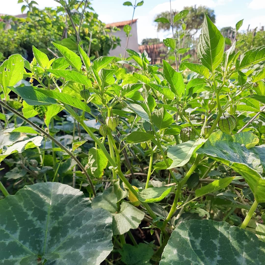 thescoborges's tweet image. Pipoco, conhecido também como camapu.
#Pipoco #camapu #PlantaMedicinal #Natureza