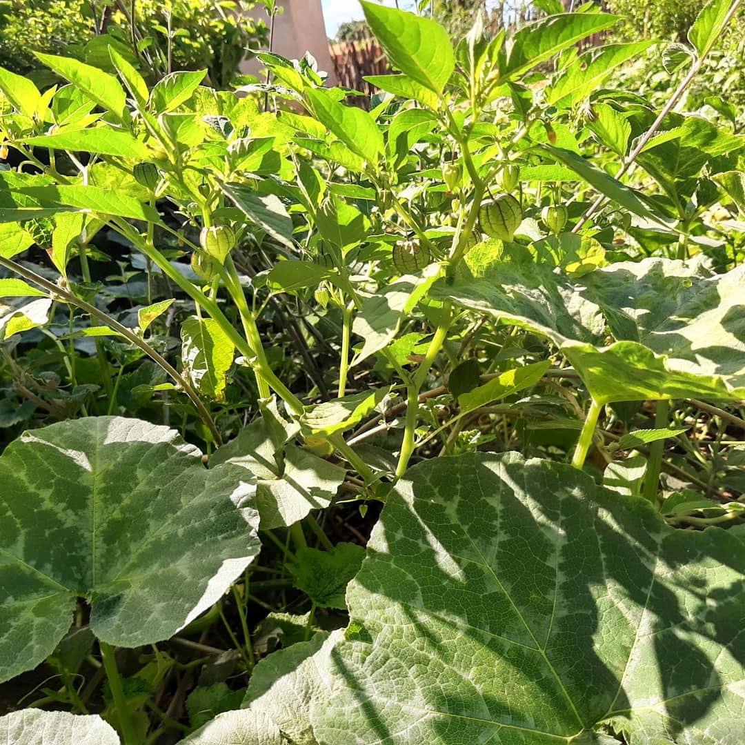thescoborges's tweet image. Pipoco, conhecido também como camapu.
#Pipoco #camapu #PlantaMedicinal #Natureza