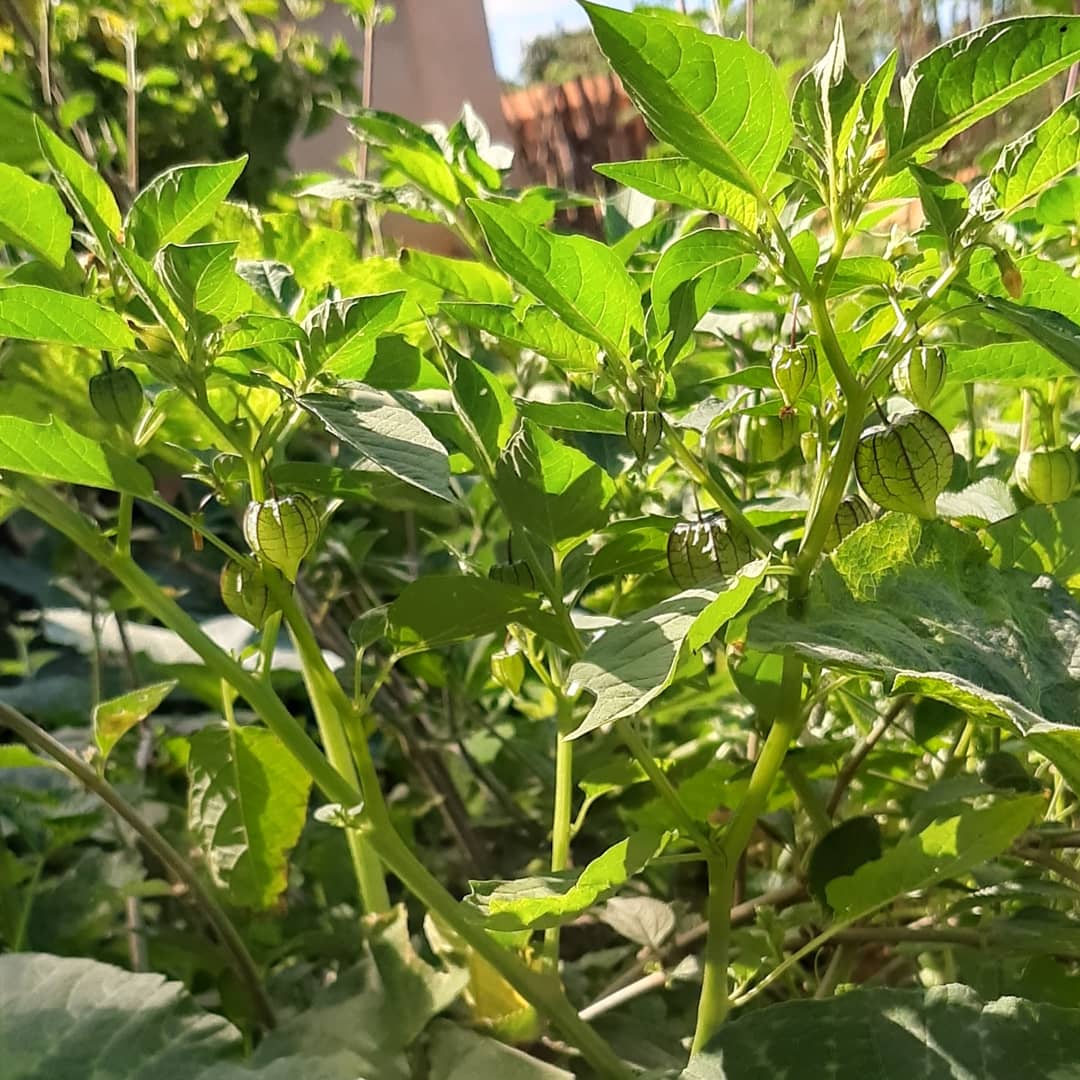thescoborges's tweet image. Pipoco, conhecido também como camapu.
#Pipoco #camapu #PlantaMedicinal #Natureza