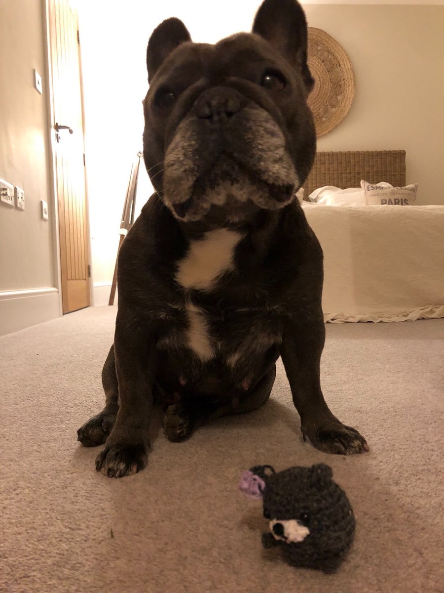⁦<a href="/PackedLunchC4/">Steph's Packed Lunch</a>⁩ 
This is my granddaughter’s rescue pug Ruby 7 years old, so loved.