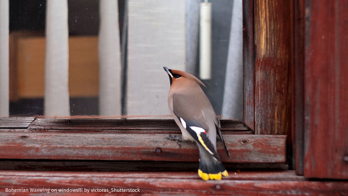 ABCbirds's tweet photo. The Bird-Safe Buildings Act passed last year in the U.S. House of Representatives. This bipartisan bill would call for federal buildings to incorporate #bird-safe building design. We're optimistic that the legislation may pass the Senate and become law.

https://t.co/yRFexn0LJZ https://t.co/dGO02JwJ1E