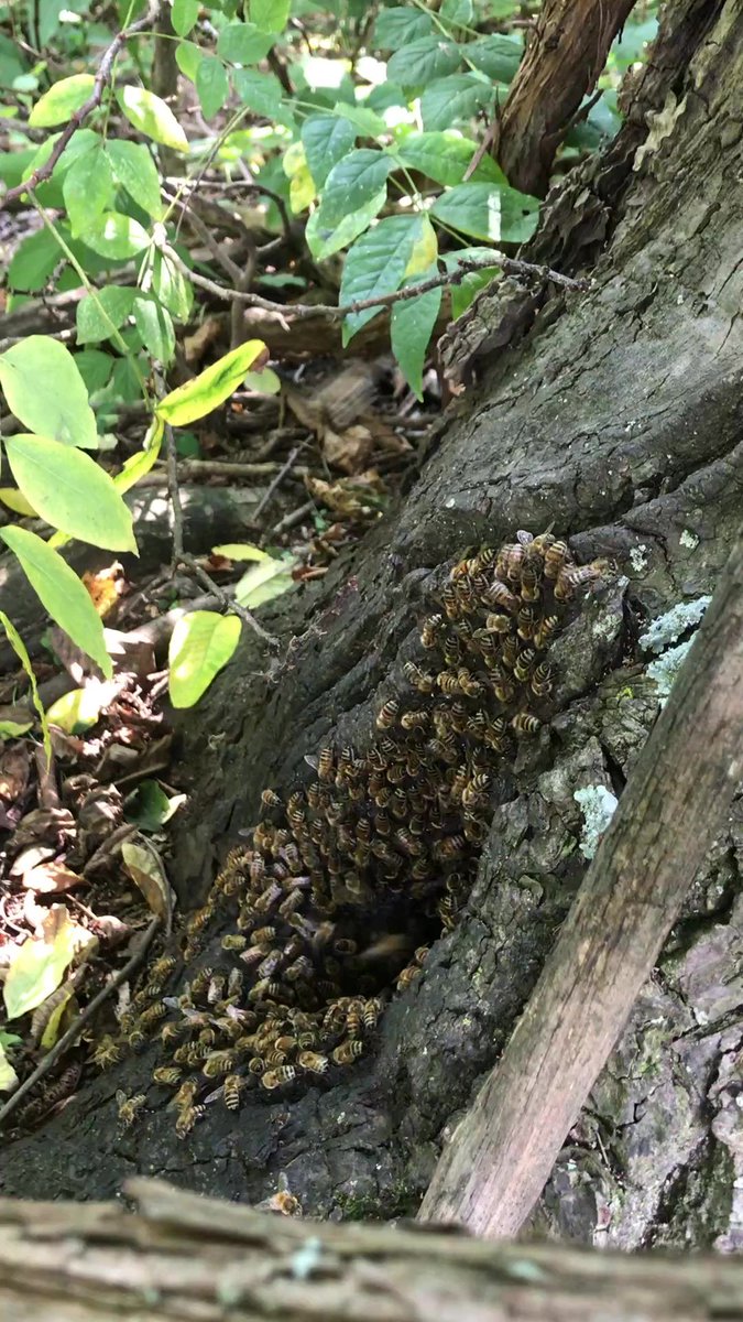 1. #AnimBehav2021 Hello! I am thrilled to share our  #BeeResearch Project of  #GroomingBiting behavior of honeybees with you today. My name is Hongmei Li-Byarlay, an Assistant Professor at  @CentralState87  #PublicHBCUofOhio  #TrainBlackinAnimBehav I hope you enjoy these tweets.