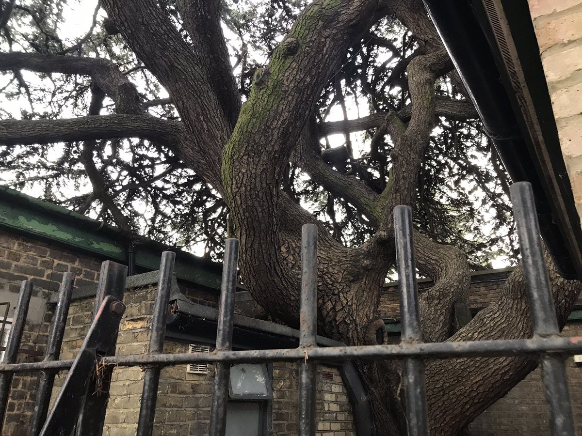 This cedar is in my local park, library gardens and was supposedly planted in 1792 by a customs officer called John Loten The unsympathetic building was constructed around it in 1926.#ThickTrunkTuesday
