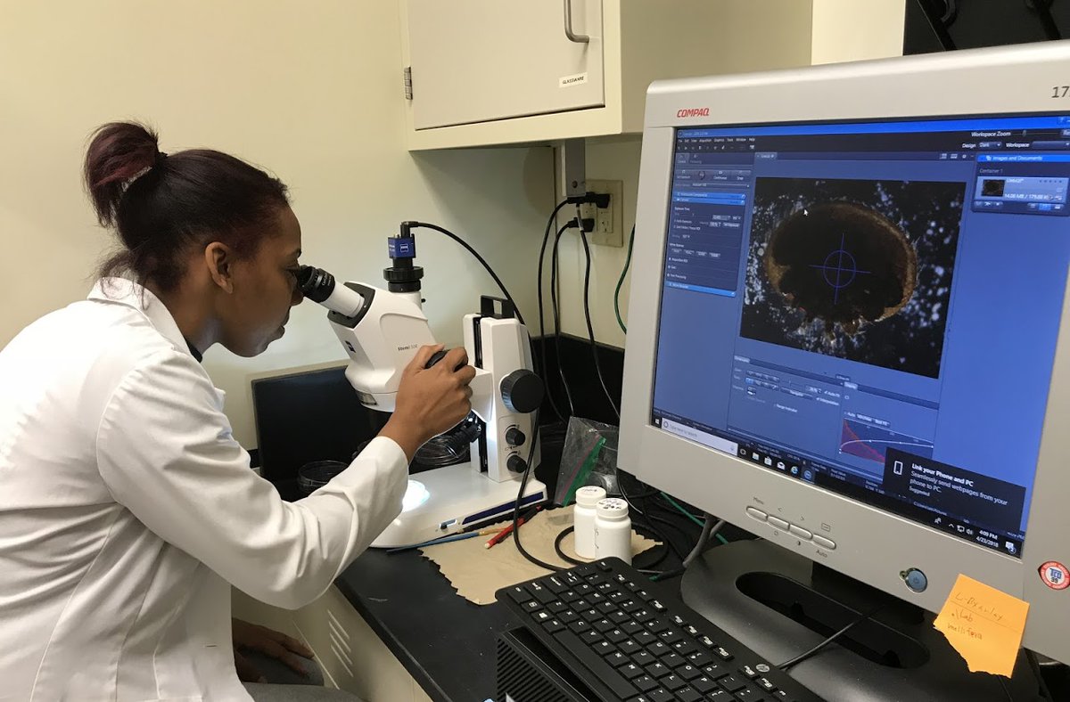 4. #AnimBehav2021 Damages of mites from these colonies can be the extended phenotype of the behav. We collected mites in 2018. HBCU outstanding undergrad researchers Jada Smith(in pict) and Xaryn Cleare helped to place mites on slides for a thorough inspection under the microscope