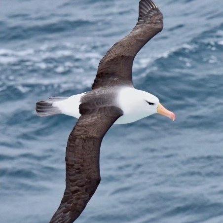 Nueva publicación en <a href="/EMUJournal/">EMU Ornithology</a> sobre la selección de #hábitat durante el invierno del #Albatros Ceja Negra, teniendo en cuenta el sexo de individuos adultos e inmaduros.
<a href="/JesipazAndrea/">Jesica Paz</a>
 #habitatselection #Albatrosses #Atlantic #seabirds #research tandfonline.com/doi/full/10.10…