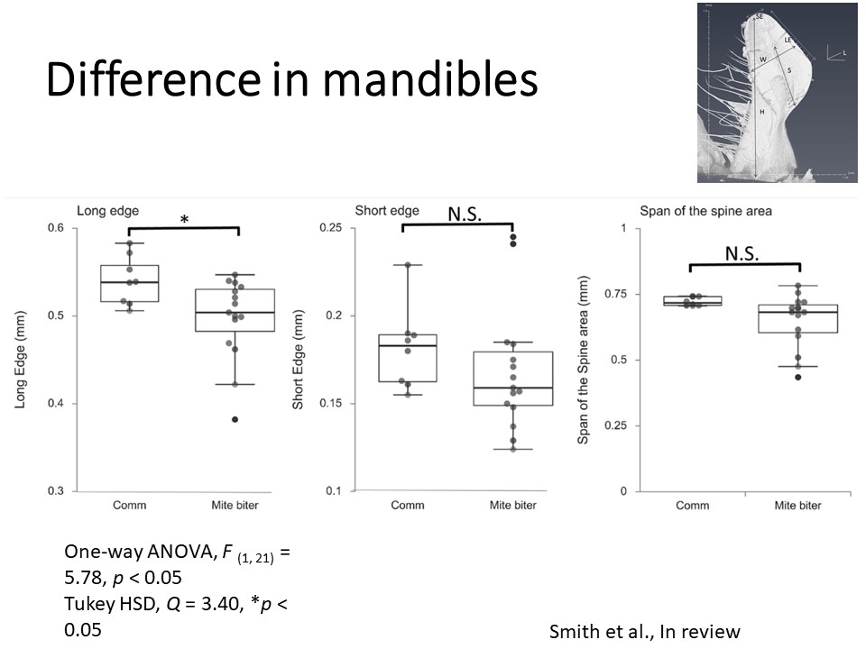 6.  #AnimBehav2021 Furthermore, we used HeliScan microCT  @CEMAS_OSU to scan the 3D shape of mandibles btw mite biters and commercial bees. The long edge of the mandible appeared to be sig different!