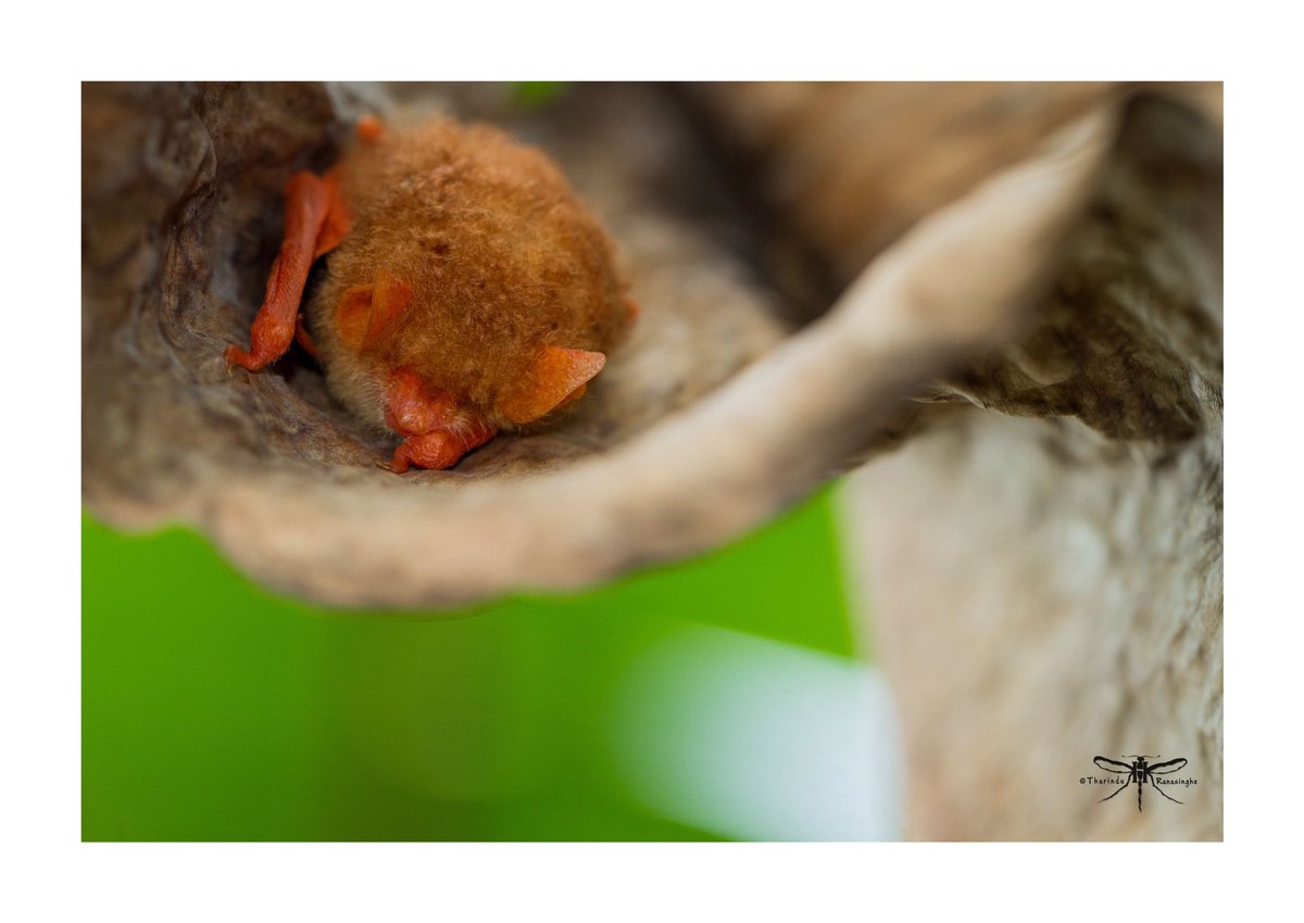 TharinduRane's tweet photo. කිරි වවුලා / Painted Bat (Kerivoula picta) is the most colorful bat species found in Sri Lanka. This uncommon species usually roost among dried leaves such as Banana and recorded throughout the Sri Lanka. 
#paintedbat #kerivoula #kerivoulapicta #srilanka #nature #mammals #bats https://t.co/Dnb2hkAGlU