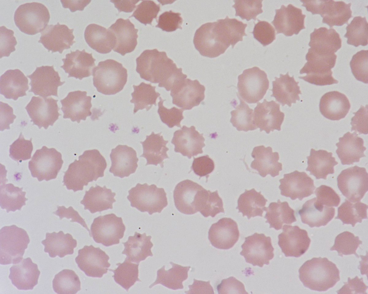 beth margolskee tweet media