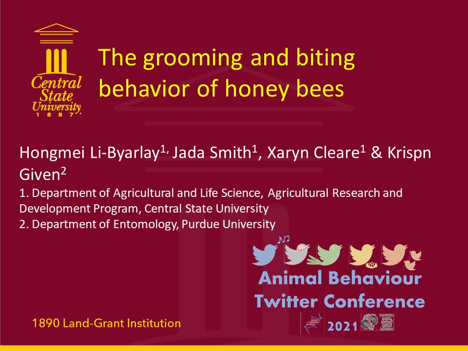 9. #AnimBehav2021 Our current research is investigating this behavior in feral honey bees in Ohio. We'll be glad to collaborate with other researchers who have access to feral colonies in other parts of the U.S. The pict here is a feral colony in Central Ohio.