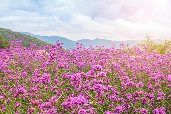 เวอร์บีน่า (น.)
ดอกไม้แห่งความสุขของคนในบ้าน หรือครอบครัว, หลายๆครั้งอาจจะทะเลาะกันบ้าง เถียงกันบ้าง แต่จริงๆแล้วเขาก็เป็นห่วงและคาดหวังในตัวคุณในแบบของเขา ”ยินดีต้อนรับกลับบ้าน” เวอร์บีน่าคงให้ความรู้สึกแบบนี้ตลอดเวลา ยังไงบ้านก็คือบ้านเนอะ 💜