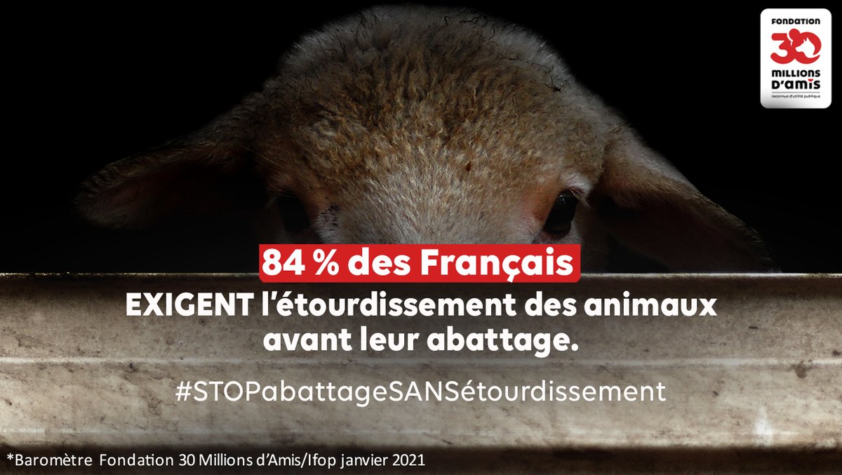 @LCP @lauriannerossi Plus de 8 Français sur 10 exigent l'étourdissement préalable des animaux avant leur abattage sans dérogation possible.
#StopAbattageSansÉtourdissement
#PPLAnimaux

[Baromètre Fondation #30millionsdamis/@IfopOpinion
- 2021]