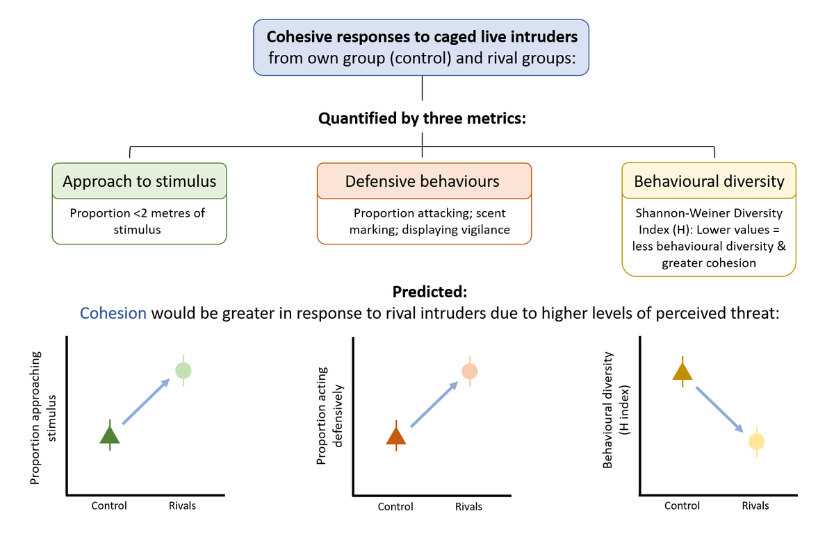 3. We defined cohesion as a collective, defensive response to intergroup conflict. We simulated conflicts by presenting focal groups with caged intruders from rival groups & quantified how the focal group responded using 3 metrics.  #AnimBehav2021