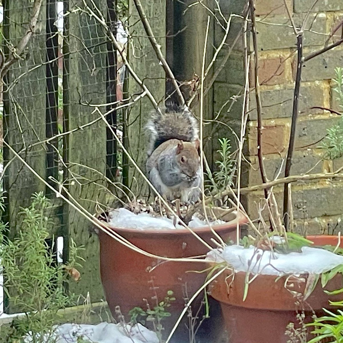nikkilewisphoto's tweet photo. Squirrel up to his antics!
#squirrel #nuts #birdfood #squiggle #eatingnuts #garden #wildlife #gardenanimals #greysquirrel #nikkilewisphotography #nikkilewisphotos #hertfordshire #hertslife #herts #lockdownlife #lockdown3 #lockdown #covid19 #covid19life #SquirrelAppreciationDay https://t.co/khTS3z89YF