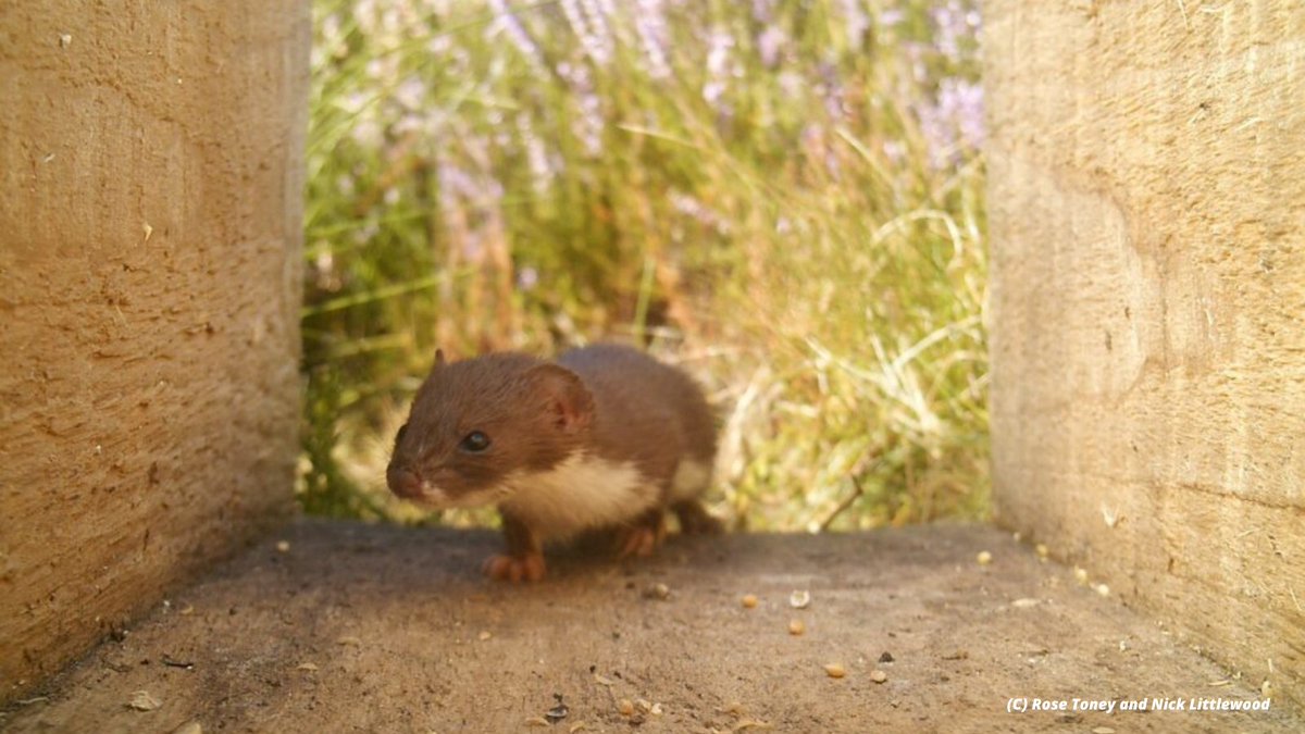 Mammal_Society's tweet photo. Ever wondered if you could reinvent the camera trap ... turns out you can 📸! Head over to our blog to find out how Rose and Nick used the latest approaches to measure small #mammal responses to change 👉 https://t.co/VWJWiMRKXT
@SRUC@JamesHuttonInst@RSPBScience@trailerbythesea https://t.co/Tzk05RVQwd