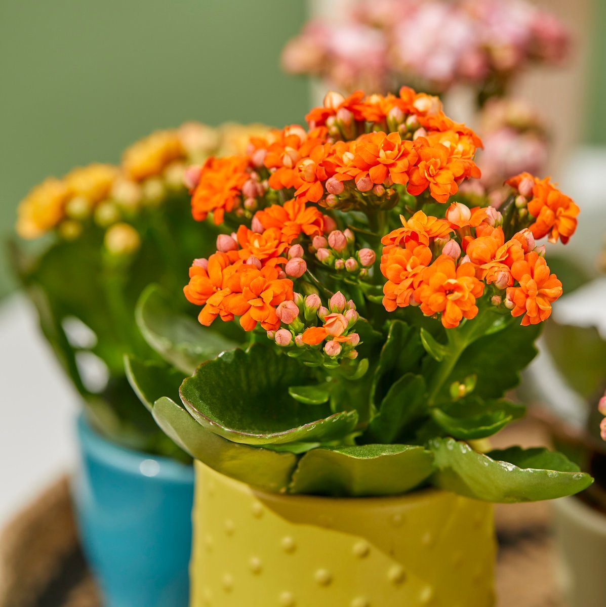 De winnaar is bekend. Check snel onze Instagram! 🌺💙
#win #AlwaysKalanchoe #Kalanchoe #woestijnroos #AltijdKleurrijk #altijdMakkelijk #alwayscolourful #easycare #AltijdGezellig #vetplant #vetplantmetbloemen #potbloeier