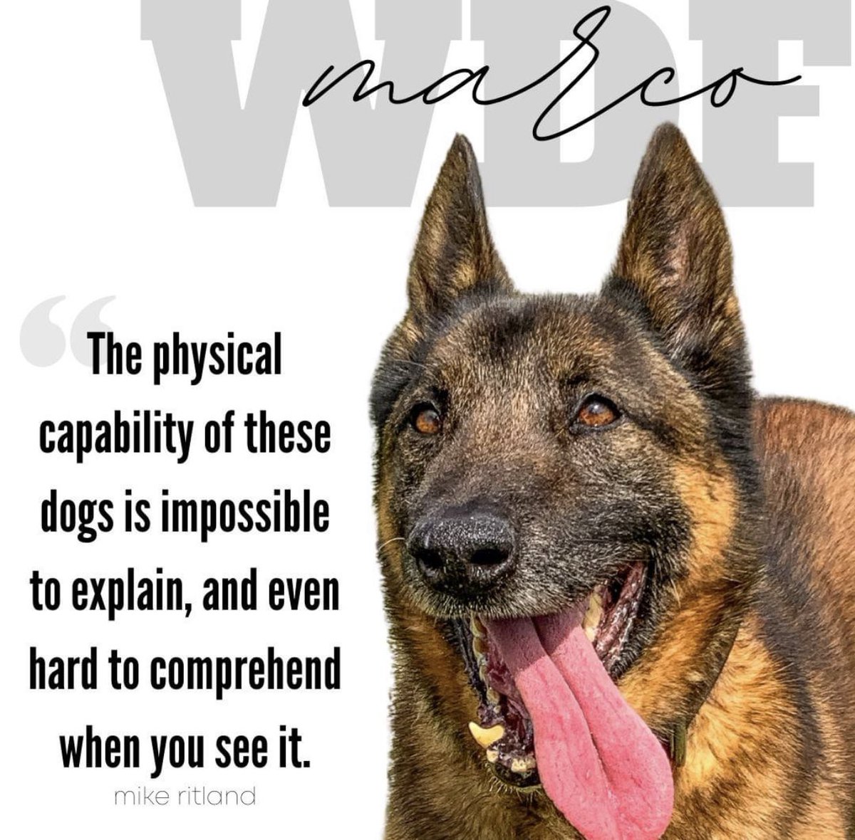 WarriorDogs's tweet photo. “When you step outside that wire, it’s crossing the border to hell on earth…when you see these dogs operate in the capacity that they can, using their nose and finding explosives in the manner that they do... 1/2 https://t.co/0njPrBXznd