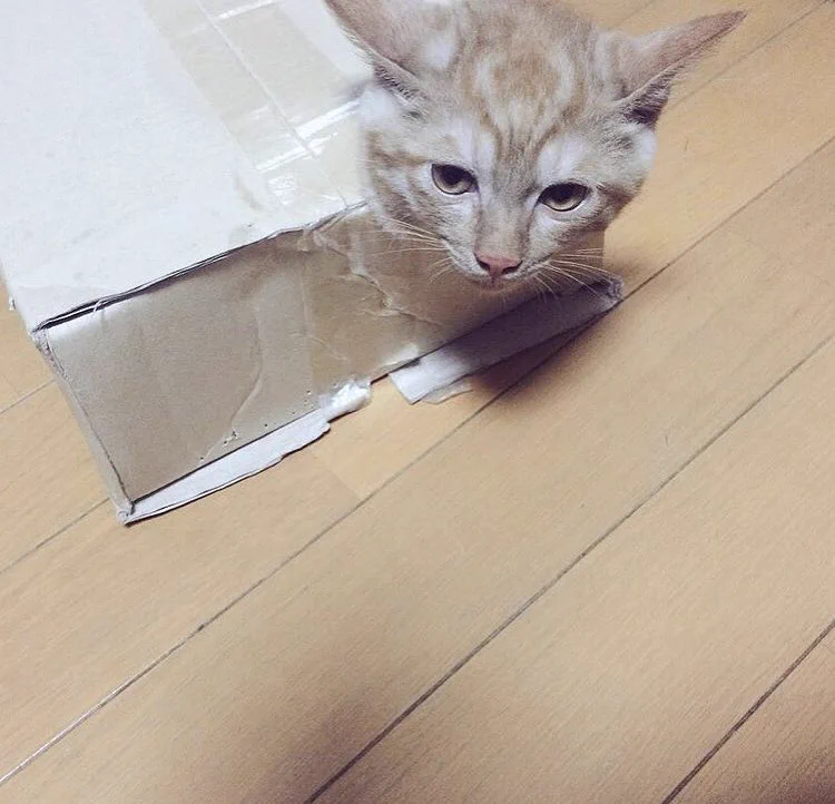 @delpilot 気付けばこうなります 