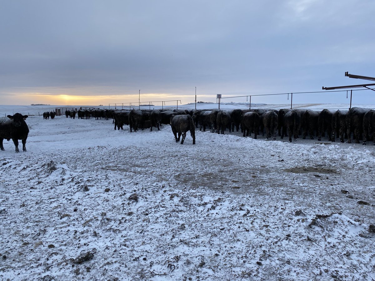 JoanRuskamp's tweet image. @RuskampSteve had to go out long before daylight to remove snow on both sides of the bunk line for cattle to be fed at their normal time. #snowcleanup #feedlotlife