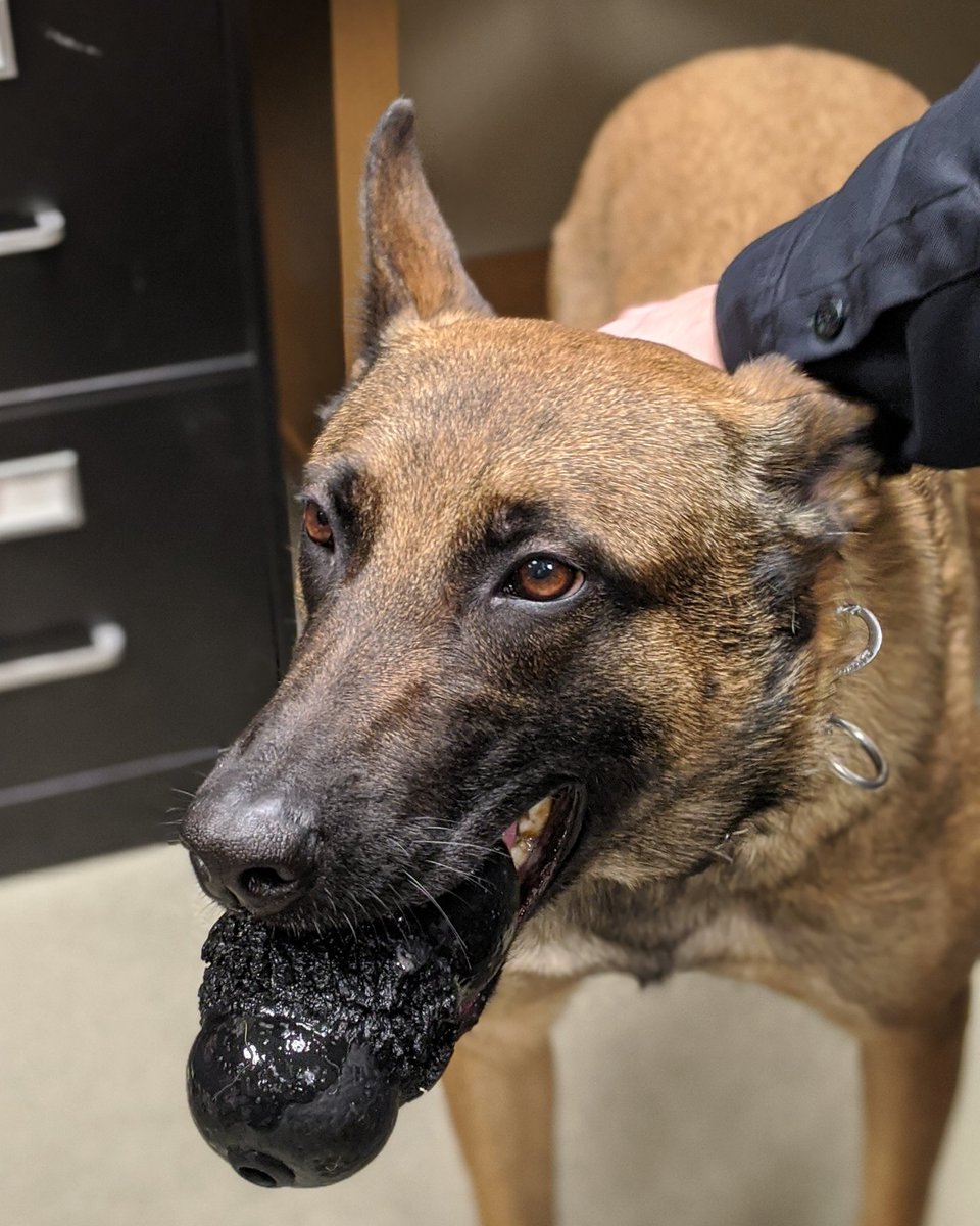 LititzPolice's tweet photo. #TuesdayThoughts - #K9Nicha demonstrating her ability to only half listen 

#LBPDK9 #LititzPolice https://t.co/yUEIB3EUUV