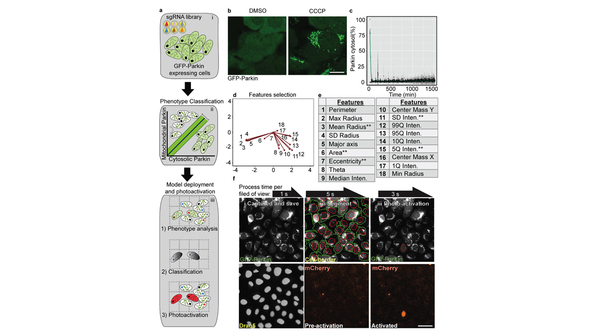 JCellBiol's tweet image. Image-based pooled whole-genome CRISPRi screening for subcellular phenotypes. A novel pooled screening approach from Gil Kanfer (@gil_kanfer) Richard Youle (@youle_rj) and colleagues from @LabYoule @JLS_Lab: bit.ly/3bURzCz

  #autophagy #mitochondria #AI