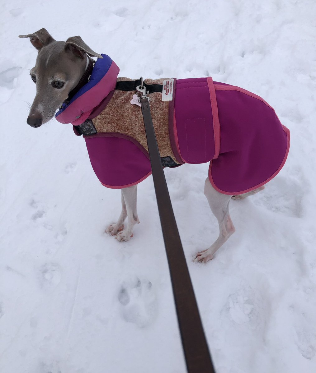 FionaThomsonArt's tweet photo. There are little dogs... and then there are BIG DOGS!!! 😵😵😵😱😱
Can you see it? 😉🤩
#italiangreyhound #bigdog #pawprint #iggie https://t.co/UBQ5vizAMq