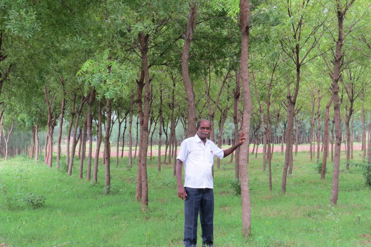 rallyforrivers's tweet image. On just 2 acres, Prof. Karuppaiya created a goldmine - a manmade neem forest. He planted 500 low-cost saplings in 2013. Since 2018, he has sold a ton of Neem drupe (fruit) for Rs. 45,000-60,000. In addition, he has at least Rs. 50 lakh of wealth growing at his land.