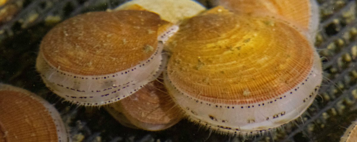 OA_NOAA's tweet photo. Scientific collaboration to improve fisheries management. Scientists from @UCONN, @NOAAFish_NEFSC, @CFRF_RI
&amp; @RutgerU are studying the economic &amp; social effects of #oceanacidification on scallop fisheries &amp; how to best navigate the future. Read more: https://t.co/AgYjgoNorQ https://t.co/suSMp3ob2A
