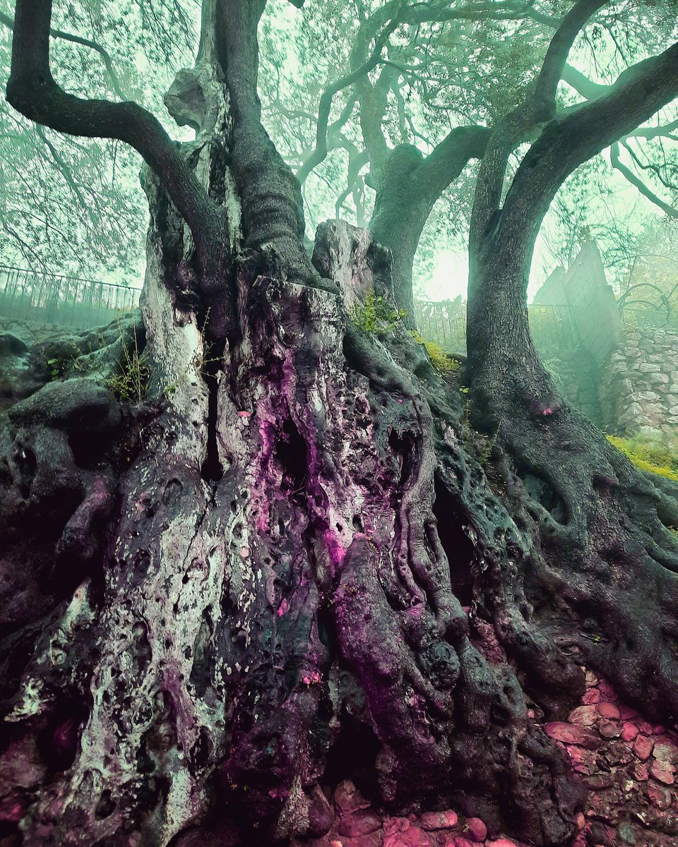AndrewDebb's tweet photo. Arbre remarquable de France. Je savais pas où il était situé, je suis tombé dessus par pur hasard. L olivier millénaire, âge estimé entre 2000 et 2800 ans !!! Il produit encore des olives... Une dinguerie tout ce qu il a vu!!!

#arbreremarquable #arbre #olivier #magnifique https://t.co/JnQJfsfR7v