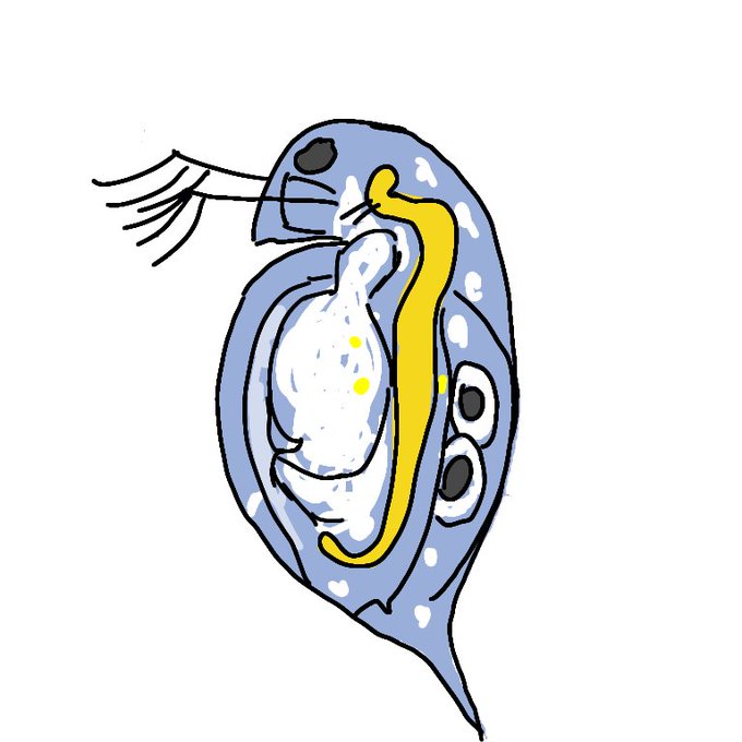 ミジンコのtwitterイラスト検索結果 ミジンコのtwitterイラスト検索結果