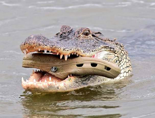 ok_girlfriend's tweet image. cannibalism