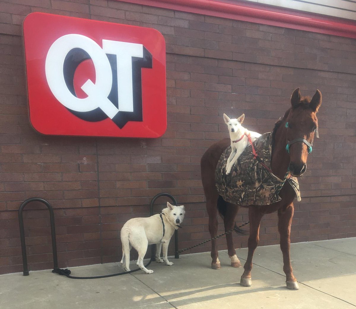 Nicholas Herdler tweet media