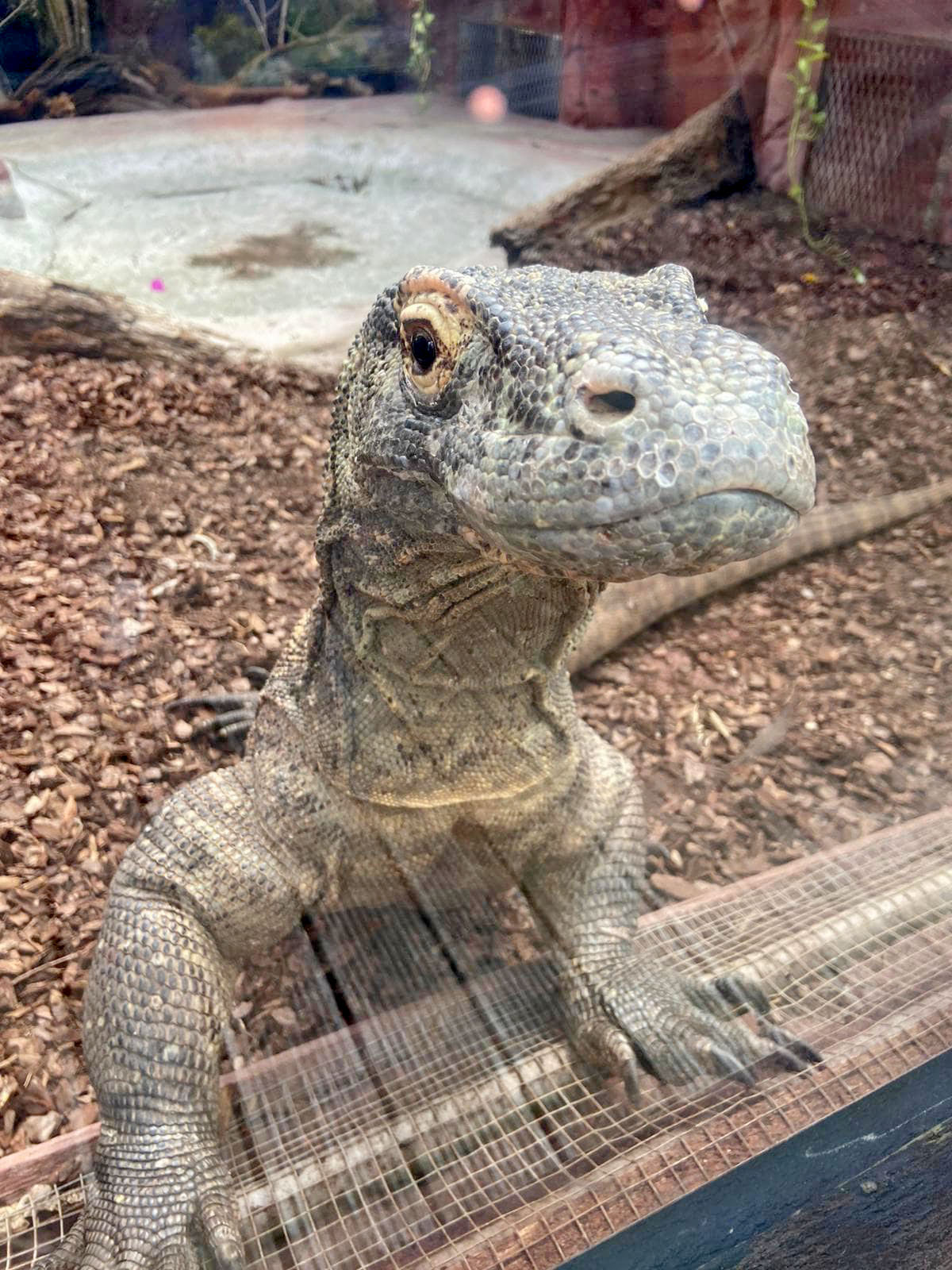 Colchester Zoo on Twitter: Colchester Zoo on Twitter: