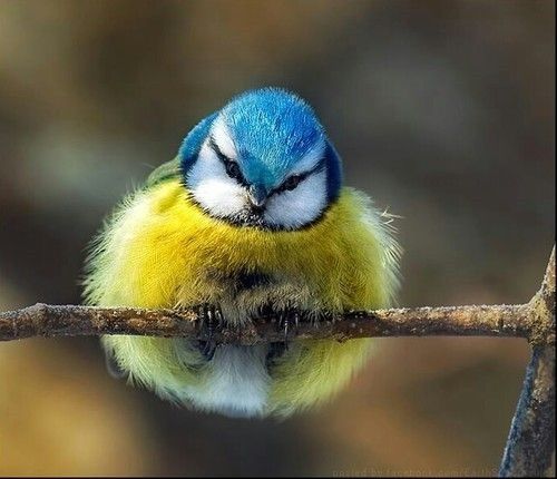 I know I should lose weight but I don't like to lose.
#photos #photography #Animals #bird #weight #KatanaHugo https://t.co/uSGb49oljB