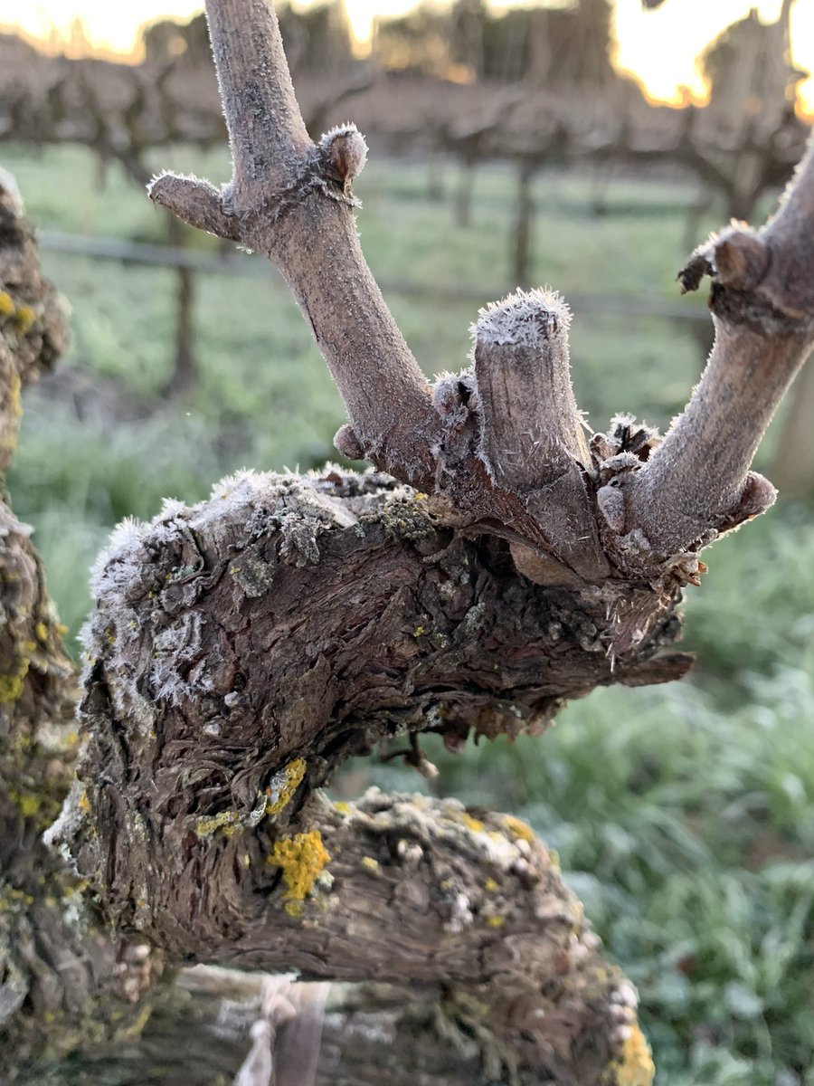 Mckenzie-Mueller tweet media