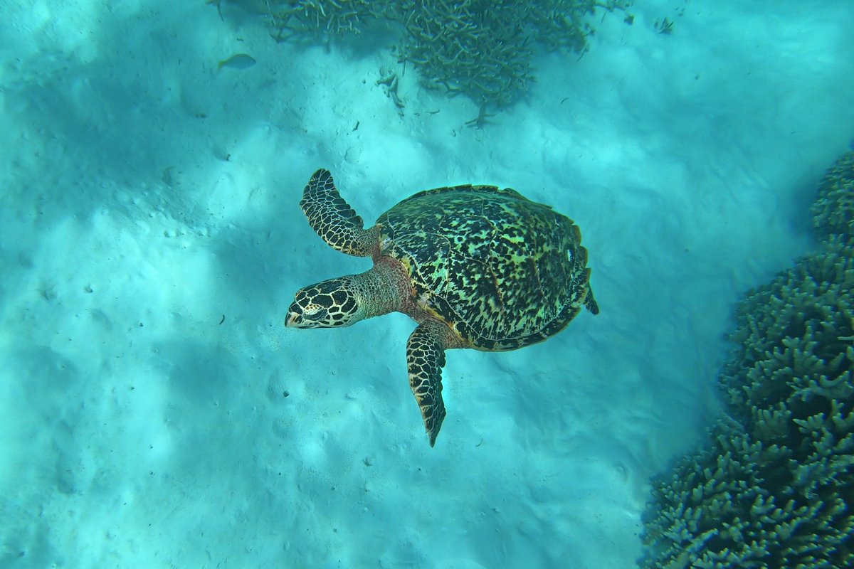#AshmoreReef Marine Park is one of 58 Australian Marine Parks. It is a critical nesting site in the Indian Ocean, 630 kilometres north of Broome. 
You can help us to protect it:
parkstrust.org.au/projects/marin…

📷Ru Somaweera, CSIRO Australia
#threatenedspecies
#turtles
#ozparkstrust