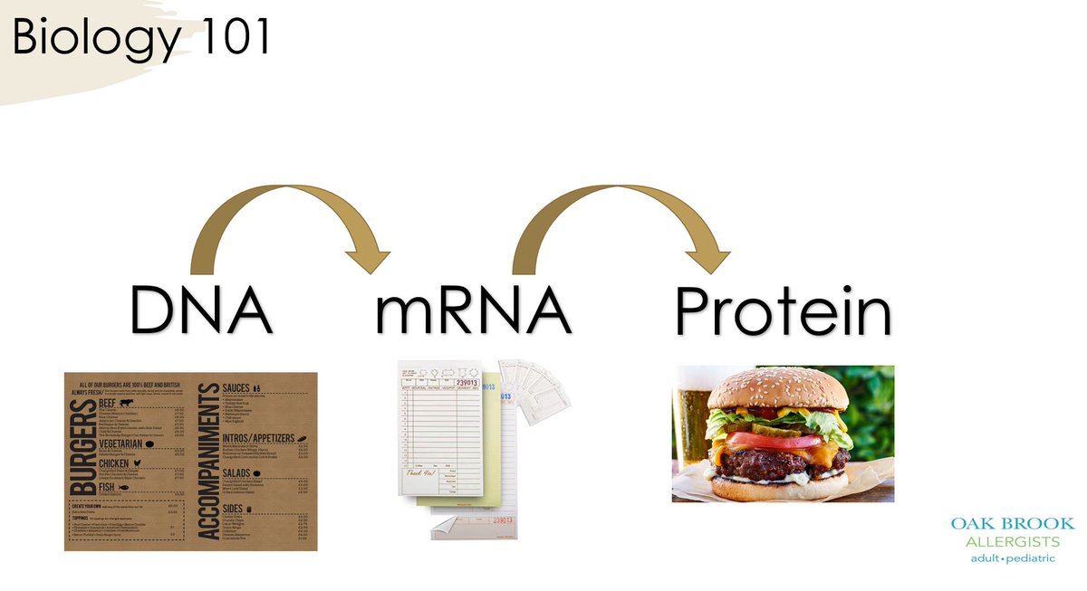 Zachary Rubin, MD (@rubin_allergy) on Twitter photo <a href="/jdobalina/">JDOBALINA</a> <a href="/NicoleB_MD/">Nicole Baldwin, MD, FAAP</a> The menu analogy to explain how mRNA can't alter DNA.
✅The menu = DNA
✅Your food order = mRNA
✅Chef making the food = proteins
Your order (mRNA) cannot change your menu (DNA)!
Also, the order (mRNA) gets thrown out pretty quickly, so unlikely to make long-term side effects! <a href="/jdobalina/">JDOBALINA</a> <a href="/NicoleB_MD/">Nicole Baldwin, MD, FAAP</a> The menu analogy to explain how mRNA can't alter DNA.
✅The menu = DNA
✅Your food order = mRNA
✅Chef making the food = proteins
Your order (mRNA) cannot change your menu (DNA)!
Also, the order (mRNA) gets thrown out pretty quickly, so unlikely to make long-term side effects!