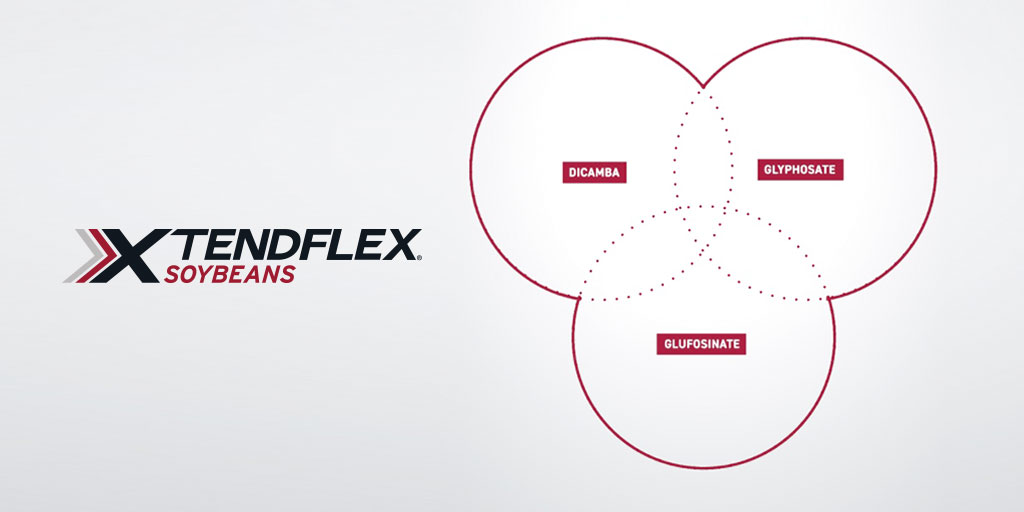 It's official, XtendFlex soybeans will be available in Canada in 2021! XtendFlex soybeans with triple-herbicide tolerance give you the herbicide choice you need while providing the high-yielding performance you want. Learn more about #XFsoy here: bit.ly/3al5bVF