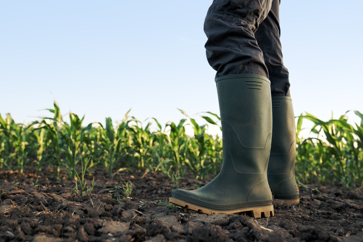 Biologische landbouw groeit, maar het totale aandeel blijft met 3,2% klein en aantal boeren dat overschakelt daalt. <a href="/ChristenUnie/">ChristenUnie</a> wil dat de overheid boeren stimuleert en ondersteunt bij het overschakelen! #verkiezingen #christenunie #biologisch bionext.nl/nieuws/biologi…