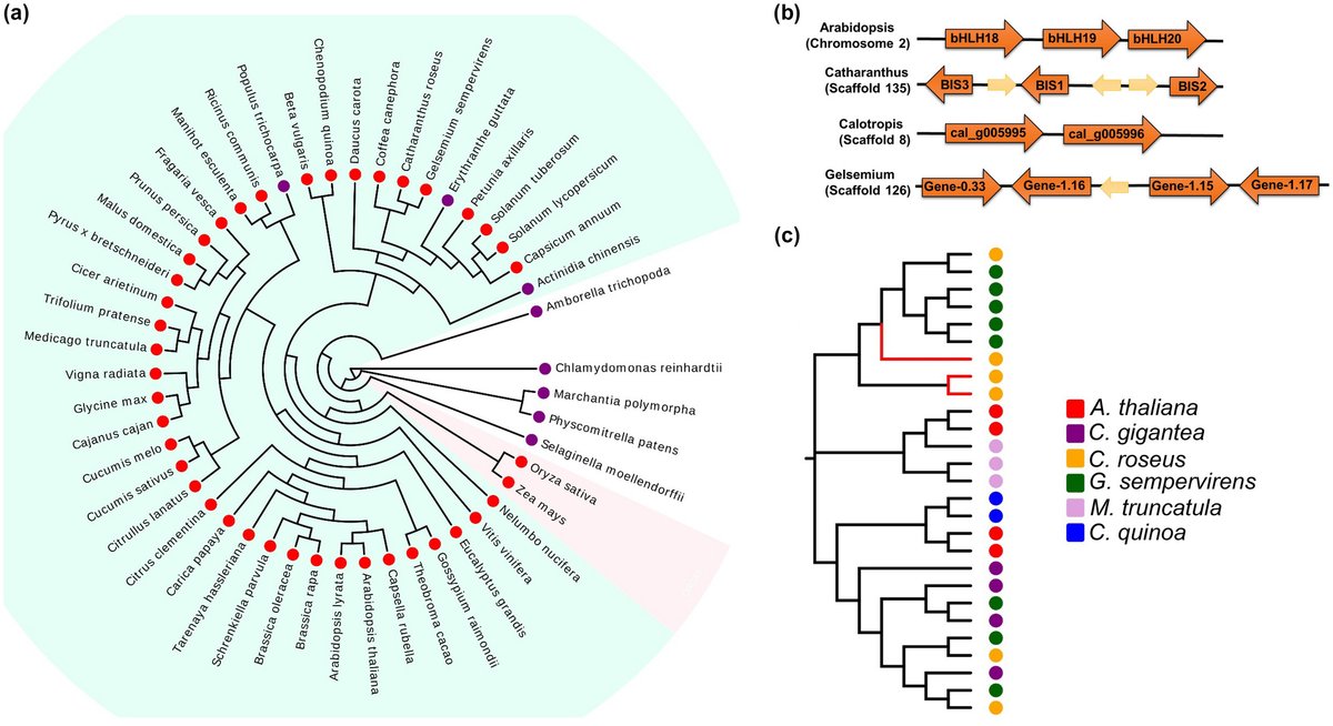 BHLH IRIDOID SYNTHESIS 3 is a member of a bHLH gene cluster regulating terpenoid indole alkaloid biosynthesis in Catharanthus roseus onlinelibrary.wiley.com/doi/full/10.10… <a href="/wileyplantsci/">Wiley Plant Science</a> #PlantSci