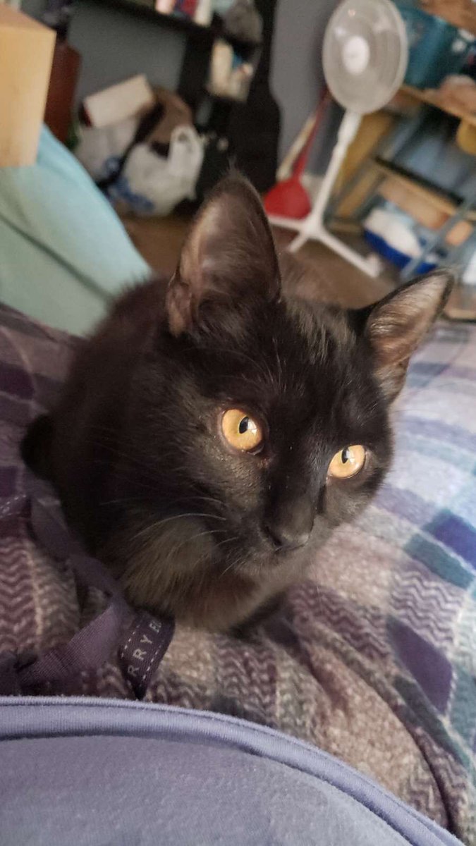 Meet Mata, this weeks Pet of The Week!!!