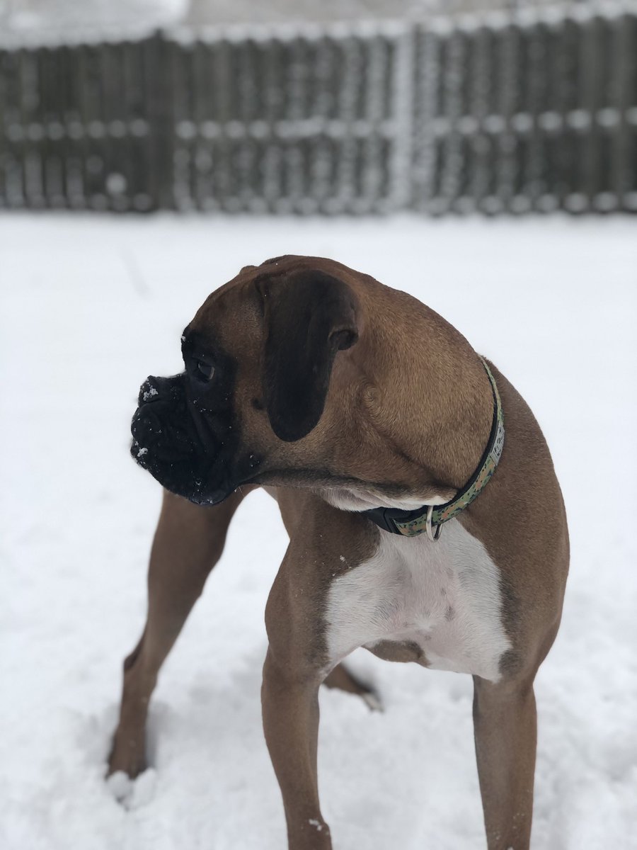 Haley_Astro21's tweet photo. Charlie and I often chat about our day...I mentioned to her— my attempts to start a Twitter page. She volunteered to be the subject of my first tweet. Thanks Charlie! Happy Snow Day @tvteacherpelini #firsttweet https://t.co/USFOfW5Eg7
