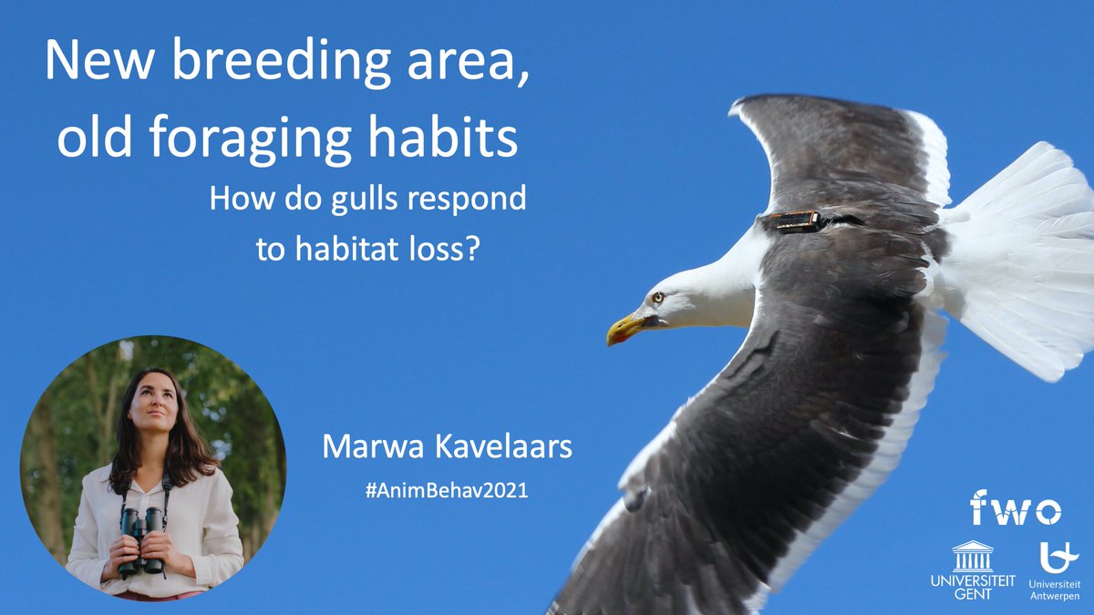 1 #AnimBehav2021 #ForagingSession 
Habitat loss is an increasing problem for many species. Some animals seem flexible by relocating to new areas but this might come at a cost. Especially when they’re specialist foragers 

#TeamGull #GPStracking