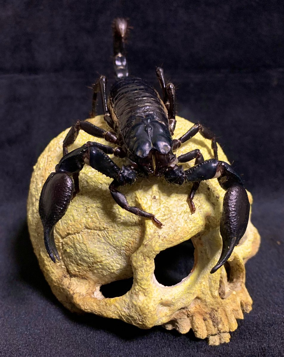 評価可能 流出 羊 ブラック ライト サソリ Arme Jp