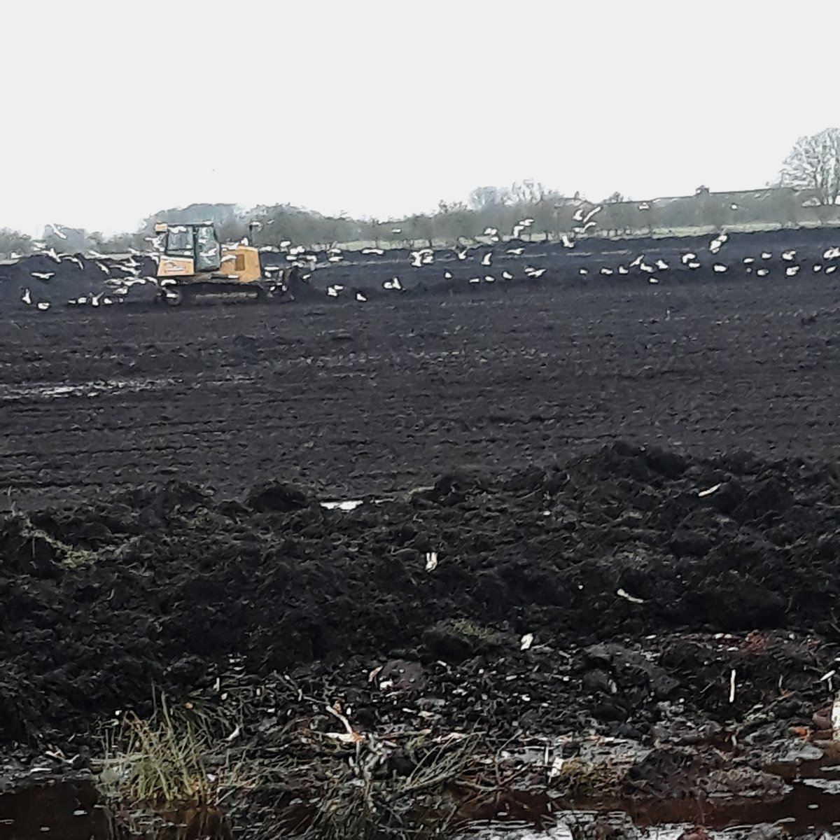 MarkHChampion's tweet photo. Work at Winmarleigh today with the sheep fields nearly completed. The damaged peat layer removed and just about ready for sphagnum planting. @Lancswildlife https://t.co/GktsUk21xT