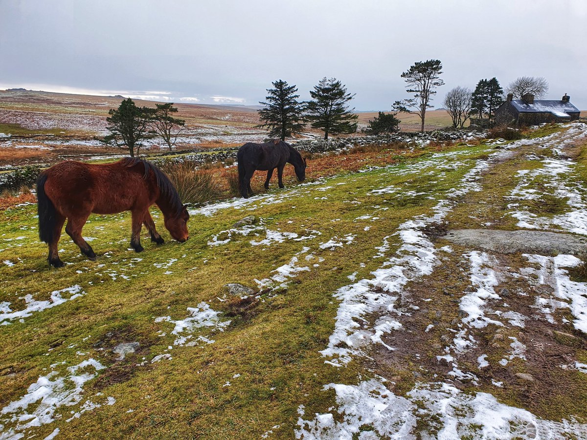 paulmichael_uk's tweet photo. Dartmoor - on the approach to Ditsworthy Warren House
.
.
.
.
.
.
#Dartmoor #Devon #DitsworthyWarren #Drizzlecombe #Hike #Hiking #Moorland #MoorlandWalks #Moors #NorsworthyBridge #photography #WalkDevon #Winter #photooftheday #bbcradiodevon

https://t.co/3lgSoB1Zdm https://t.co/uiPCNnOmHG